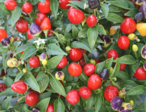 Peperoncino Piccante Ornamentale