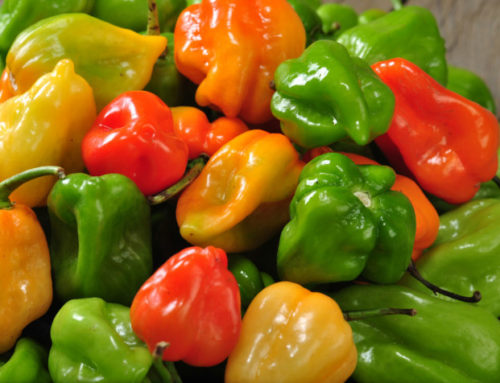 Habanero in vaso