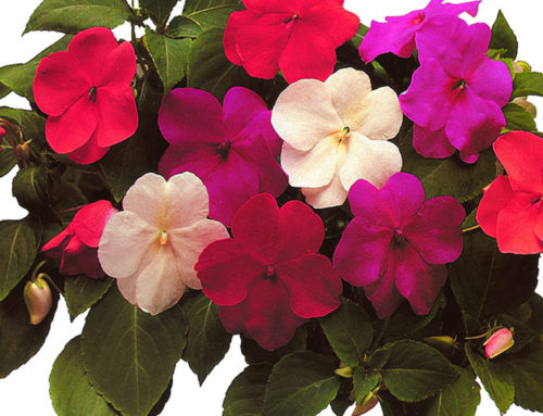 Impatiens New Guinea