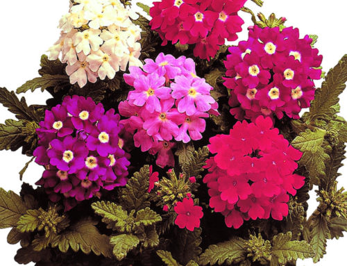 Verbena