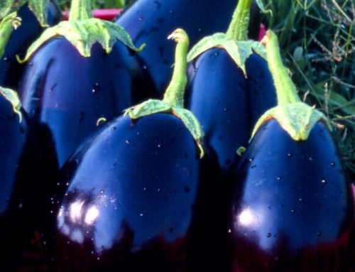 Melanzane in vaso