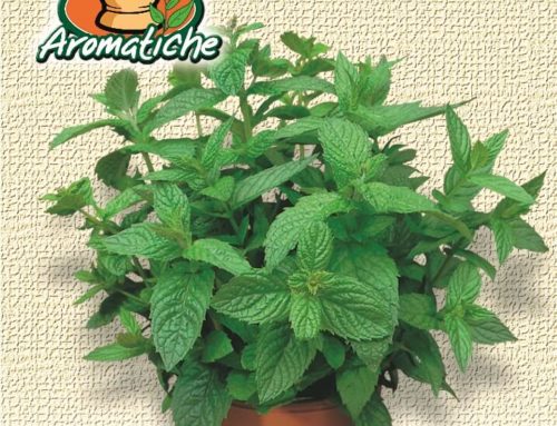 Menta piperita
