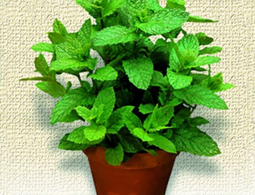 Melissa officinale