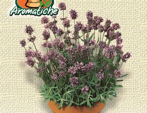 Lavanda officinale