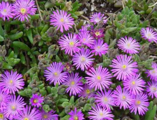 Delosperma